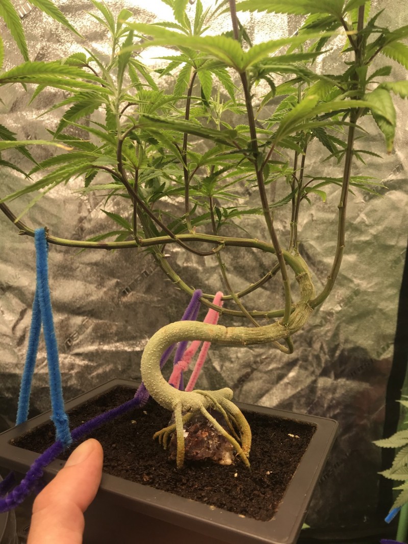 0F992FCF-BF50-49CC-BE4D-D86ACE2CB0E6