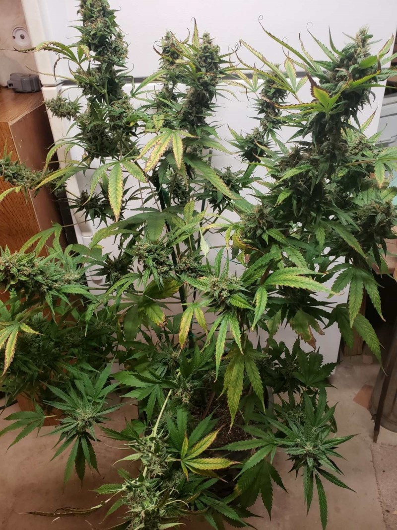 16342266013281154941494061296580