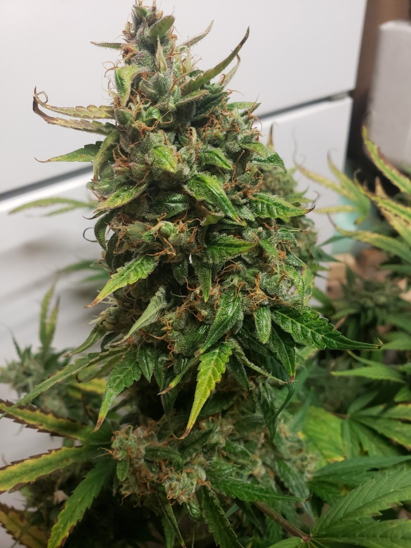 16342266691586697601296918735130