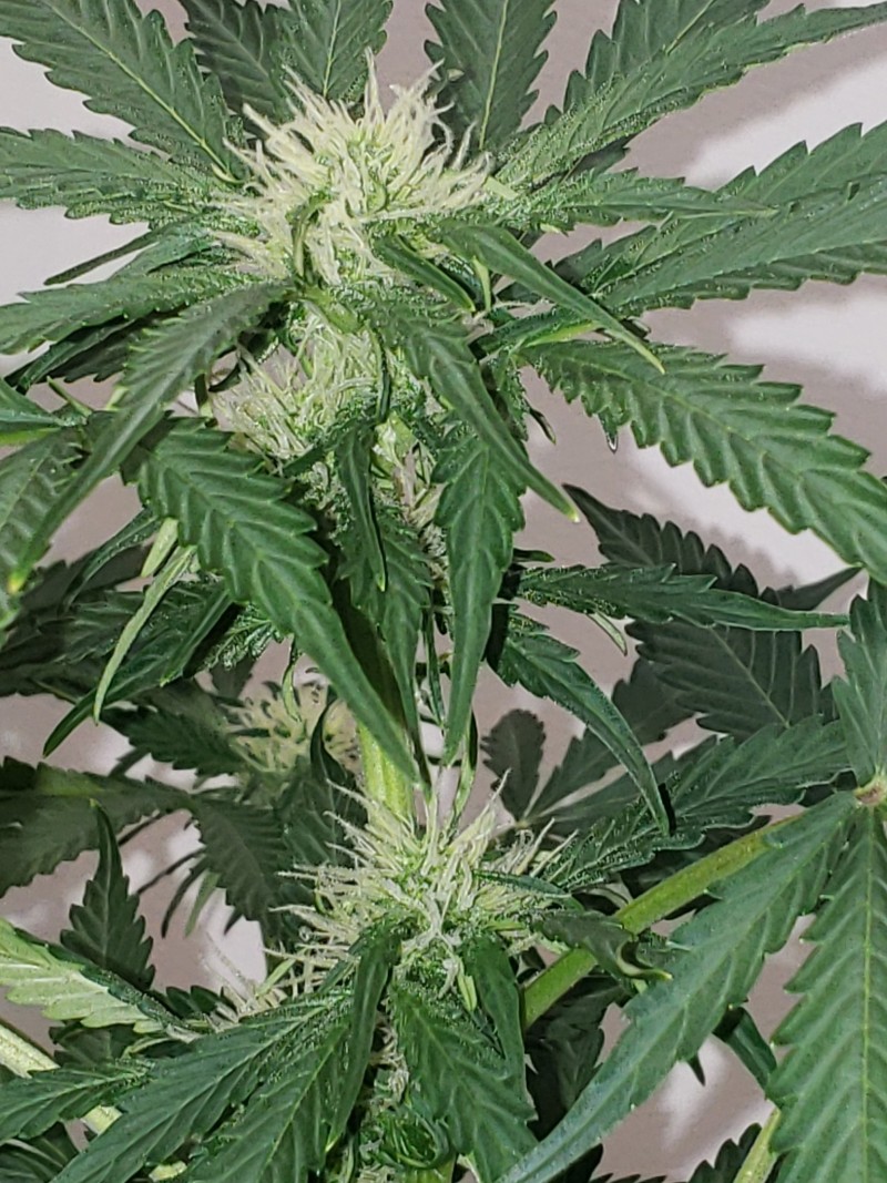 16342273029122359531785334673741