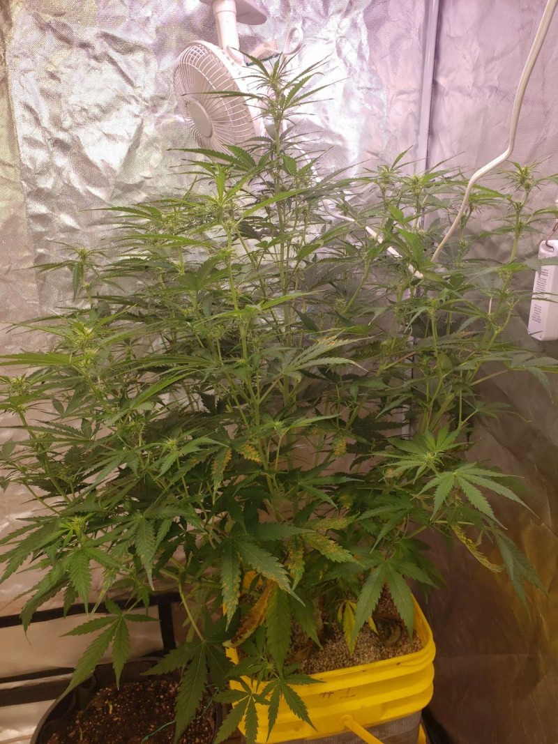 16342273605633022497400579828492