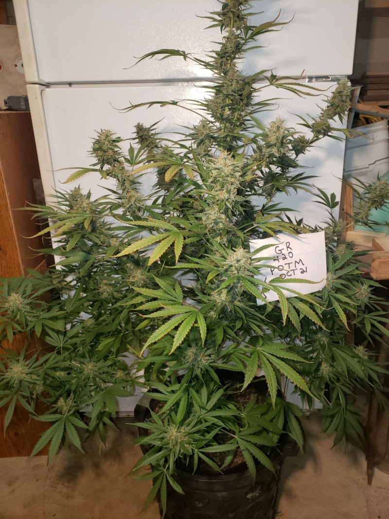 16342277982894362263174809840014