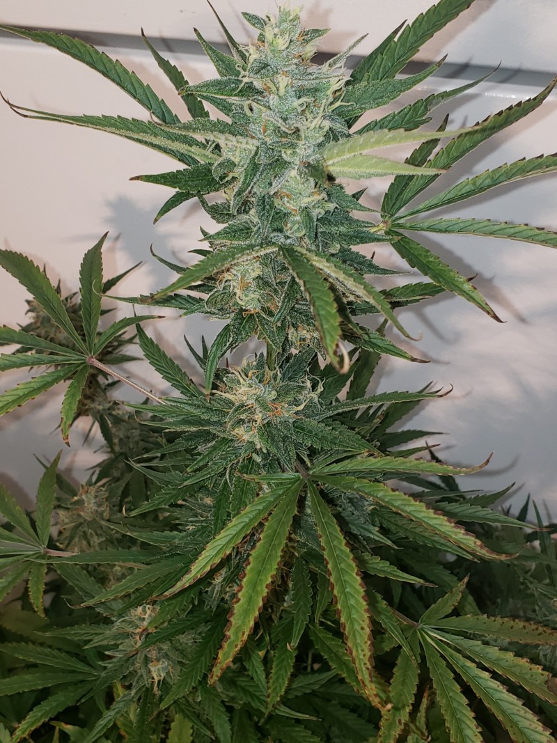 16342280582196181141490444432748