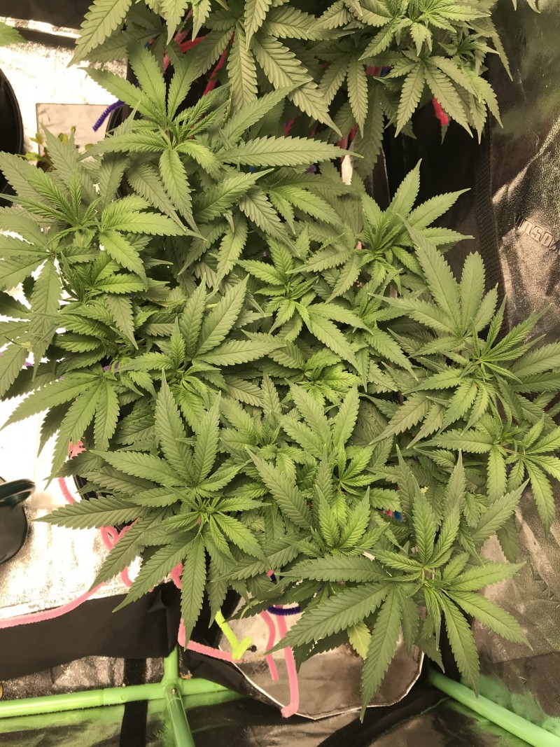 519319FF-5E35-4EE8-A618-C5ECC95DF421