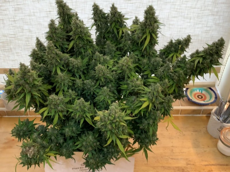 Silky Ganache before the chop