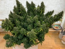 Silky Ganache before the chop