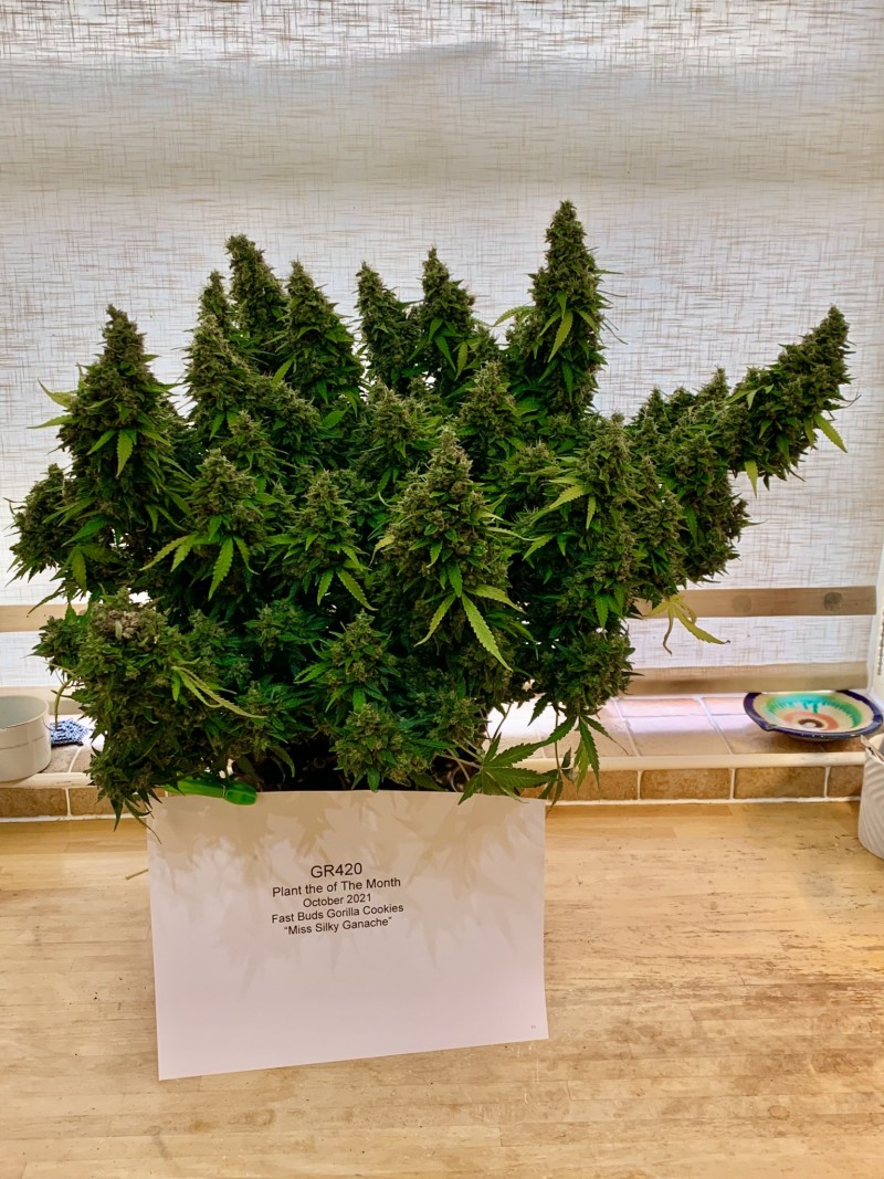 Silky Ganache befoer the chop2