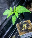 653C0A6A-1E95-4FCD-9408-B91A092DF81B