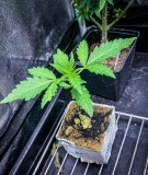 73CC3C47-C742-45A2-BBF0-54EA952F4881