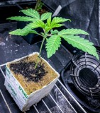 A8FB9AC5-604E-462E-83A9-4EB5C6E6071D