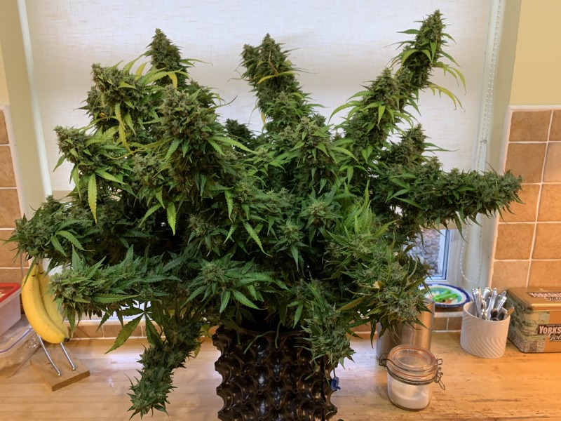 Priscilla before the chop