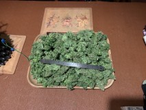 Priscilla on a tray 2