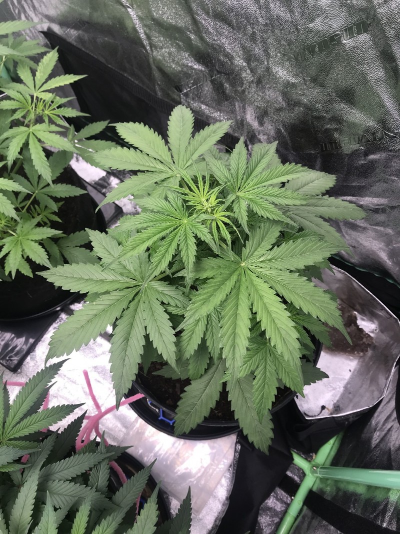 1BADFAA0-042C-4E0A-B935-78FD4624F10D