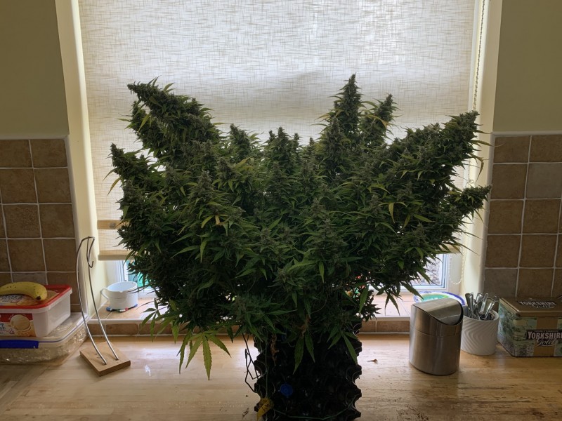 Vangy befoer the chop