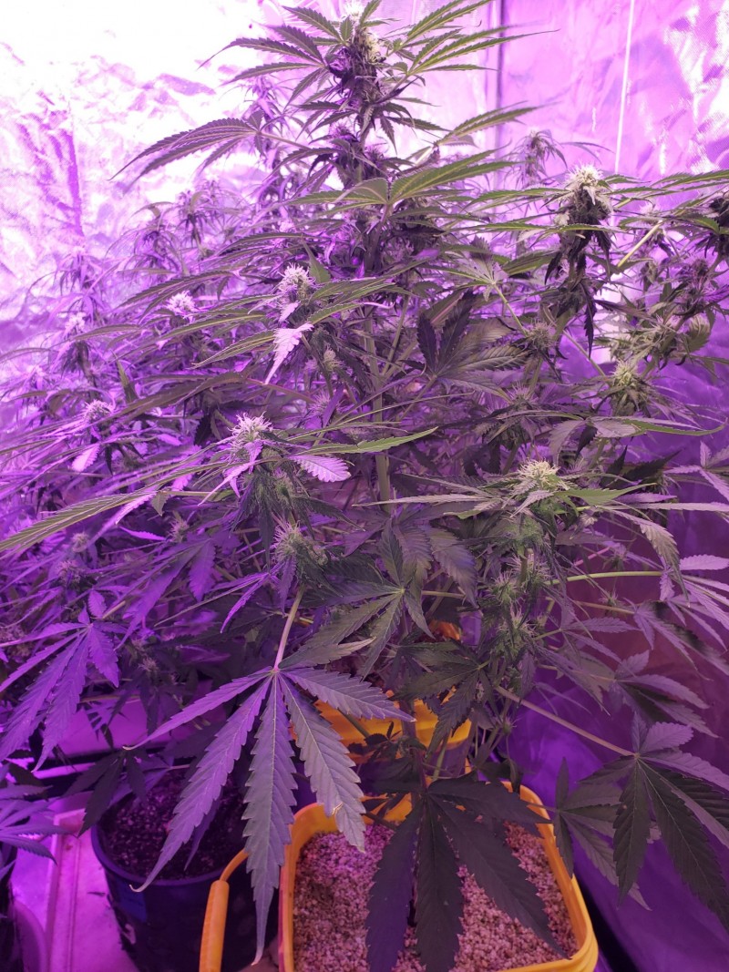 16347702785634259545165161192387