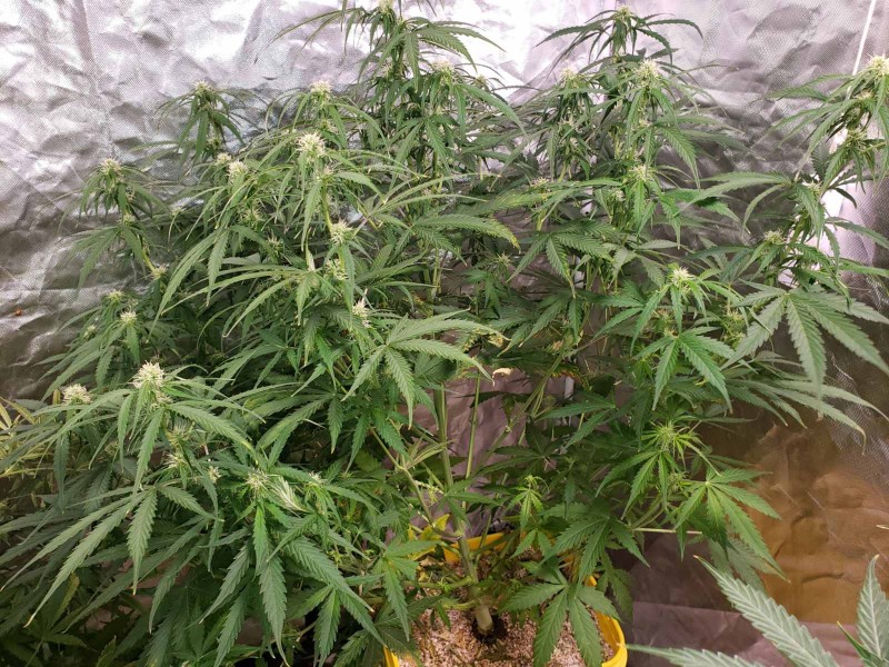 16347703438131543042063140306862