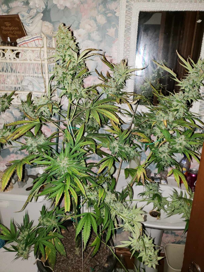 1634771640556423702878362261673