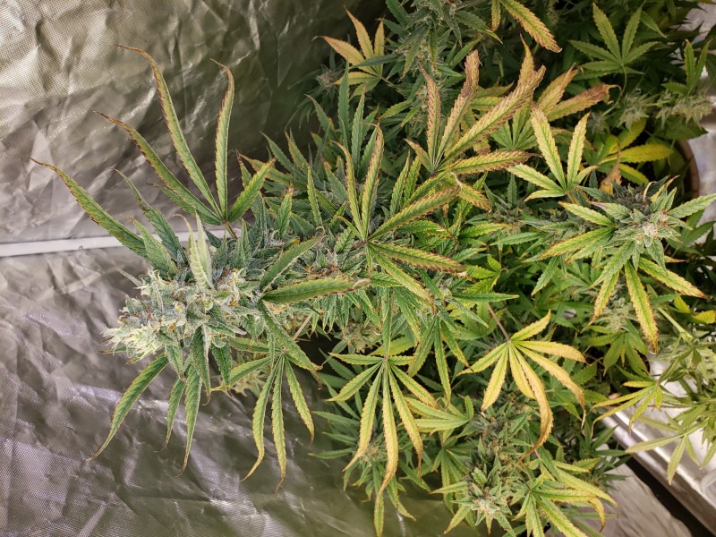 16348564100278373550570266649803