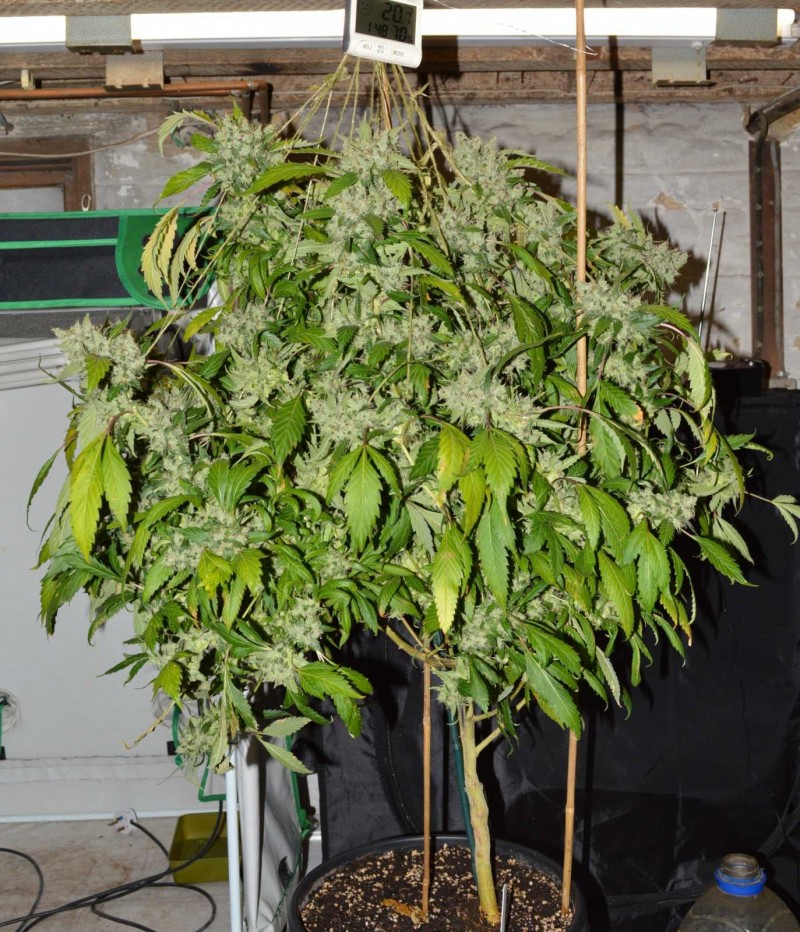 OG Kush 61 days fl 13.10 (1)