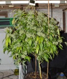 OG Kush 61 days fl 13.10 (1)