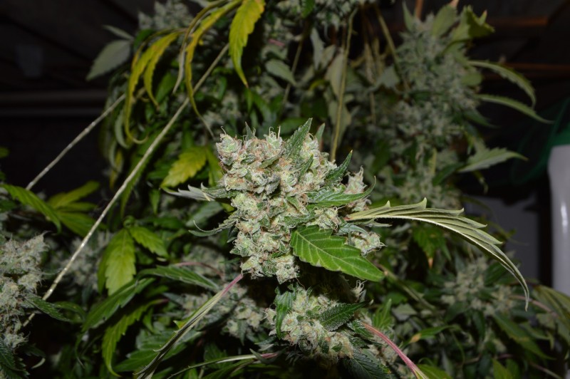 OG Kush 61 days fl 13.10 (10)