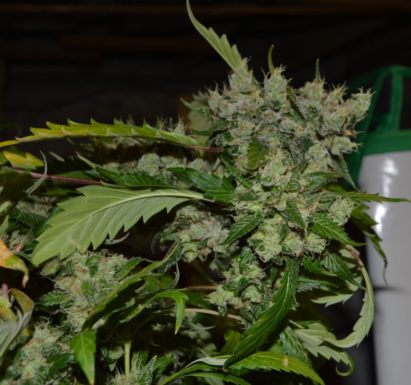 OG Kush 61 days fl 13.10 (20)