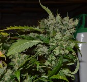 OG Kush 61 days fl 13.10 (20)