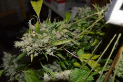 OG Kush 61 days fl 13.10 (24)