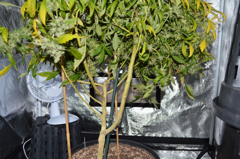 OG Kush 70 days fl 24.10 (17)