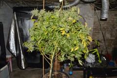 OG Kush 70 days fl 24.10 (15)