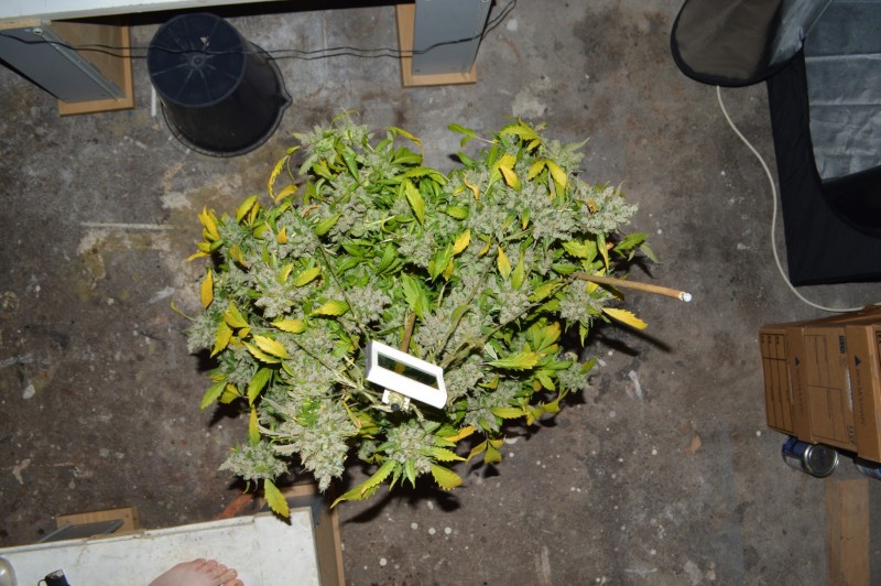 OG Kush 70 days fl 24.10 (12)