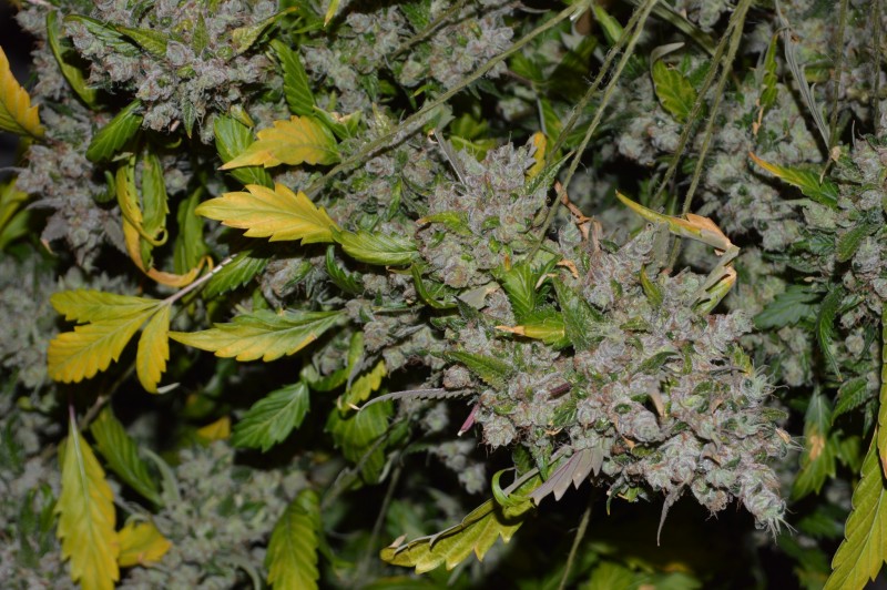 OG Kush 70 days fl 24.10 (10)