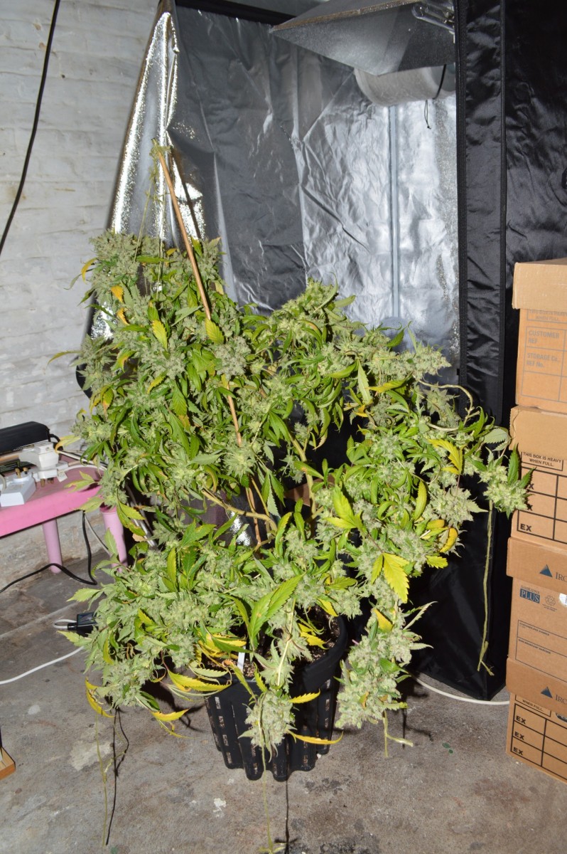 OG Kush 70 days fl 24.10 (6)