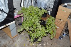 OG Kush 70 days fl 24.10 (5)