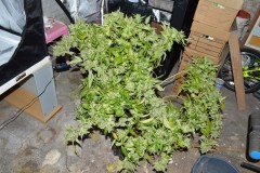 OG Kush 70 days fl 24.10 (4)