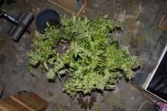 OG Kush 70 days fl 24.10 (2)