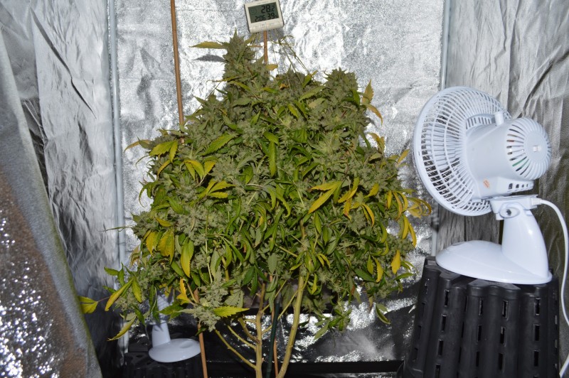 OG Kush 70 days fl 24.10 (1)