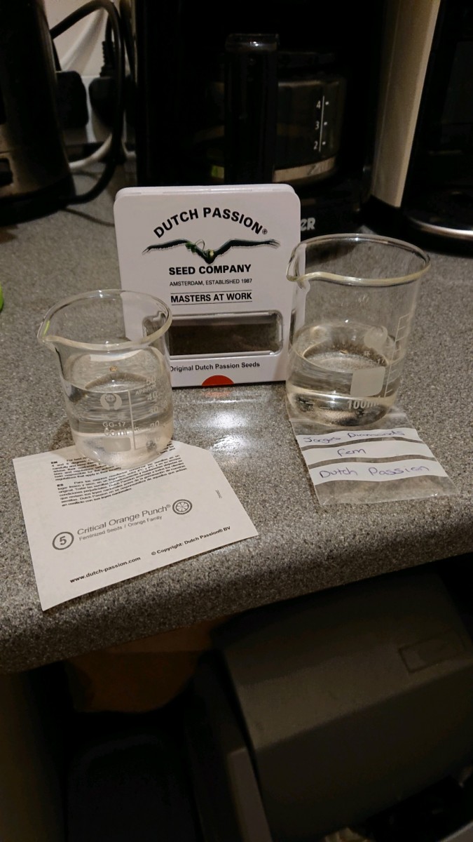 obscura1635100614713