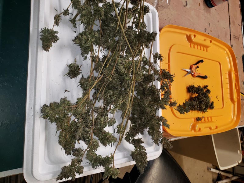 16351154917902594783723645037012