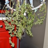 DSC_0012 (1024x1020)