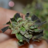 DSC_0020 (1024x1024)