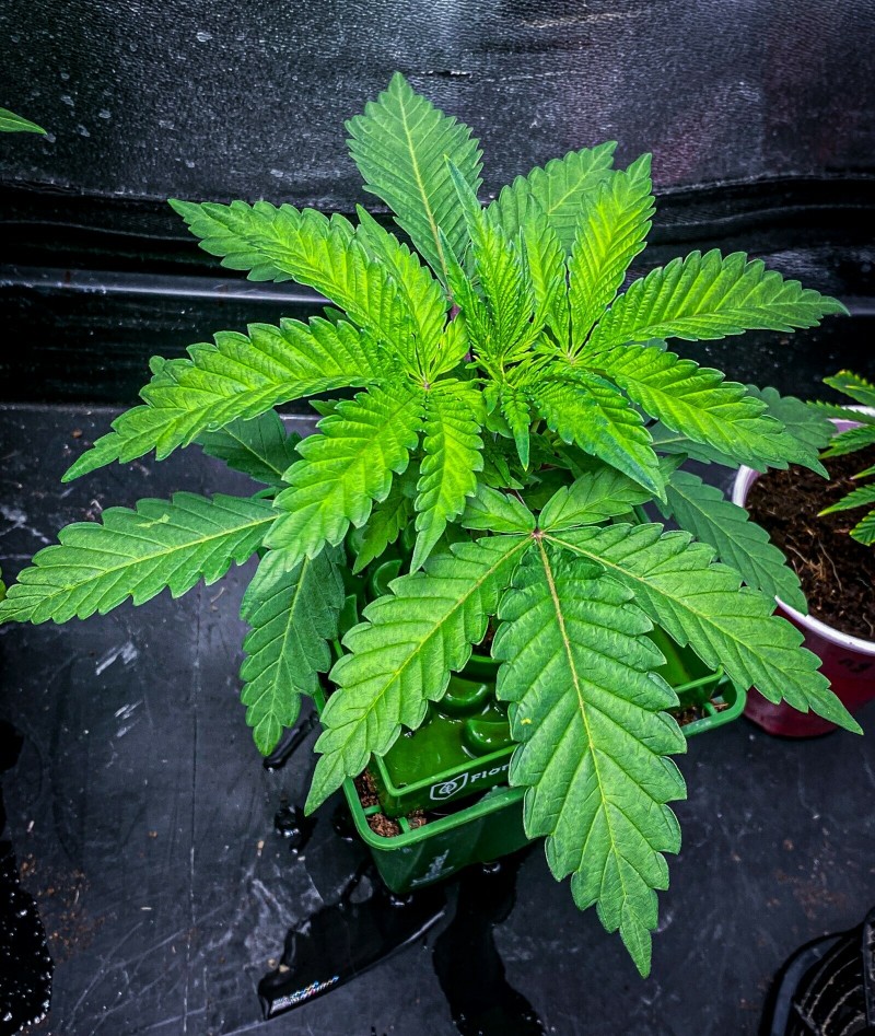 C97DF7B8-B33B-4512-8D16-09BD75F5F3CA