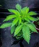 C97DF7B8-B33B-4512-8D16-09BD75F5F3CA