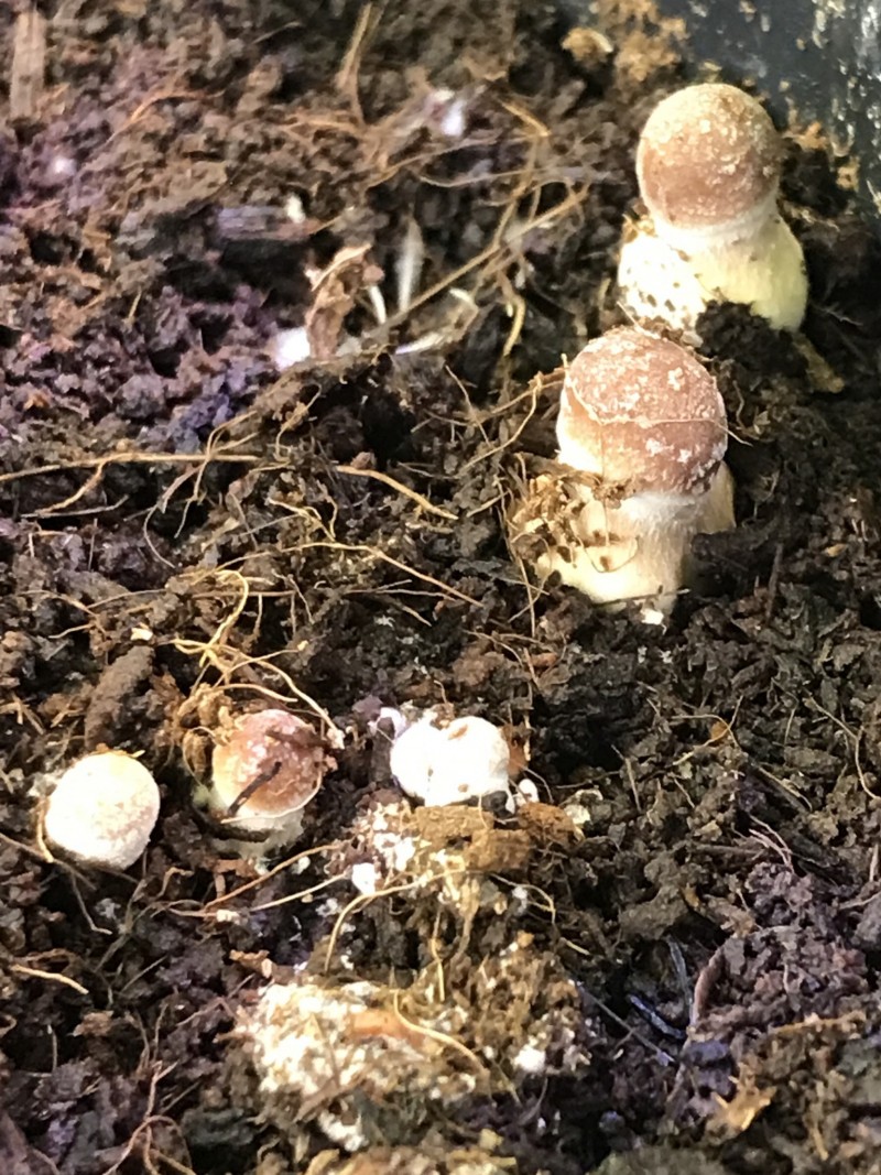 A613CC29-9D78-4E74-B09C-F84D2AD9DA54