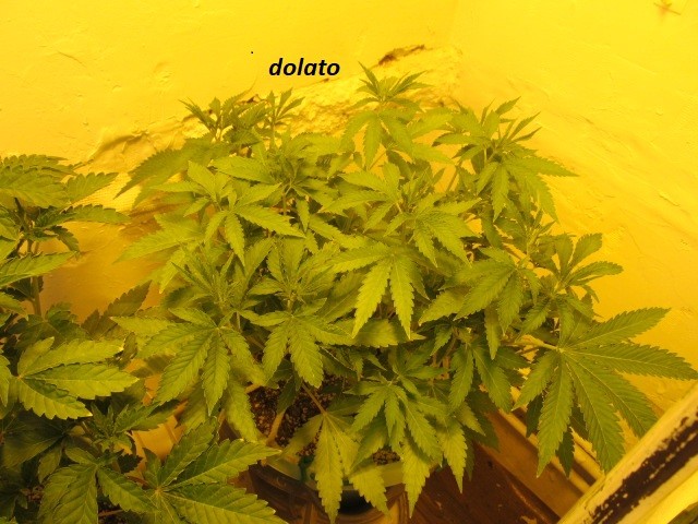 dolato & hifi 4g  (2)