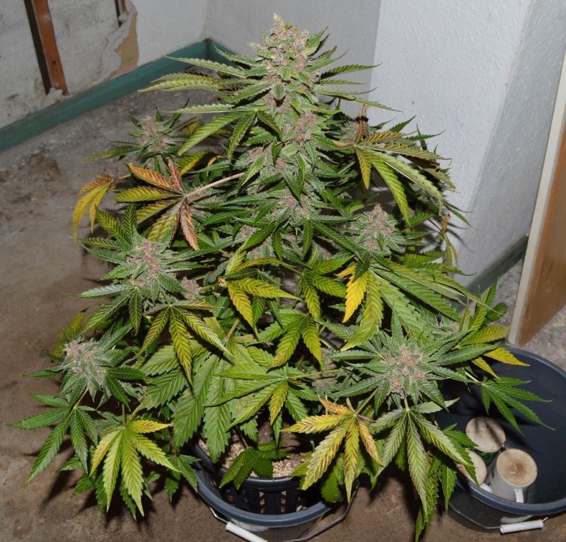 PurpleMoonRockz 44 days fl 13.10 (14) (1024x980)