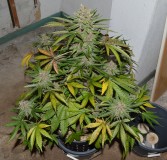 PurpleMoonRockz 44 days fl 13.10 (14) (1024x980)