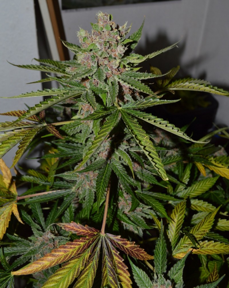 PurpleMoonRockz 44 days fl 13.10 (7) (817x1024)