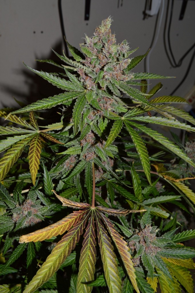 PurpleMoonRockz 44 days fl 13.10 (8) (681x1024)