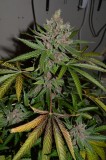 PurpleMoonRockz 44 days fl 13.10 (8) (681x1024)